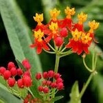 ASCLEPIA, CURASSAVICA (butterfly weed), 1G