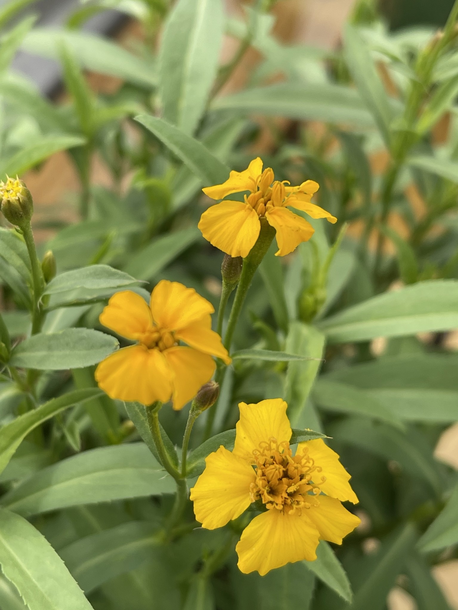 MARIGOLD, 'MEXICAN MINT', 1G