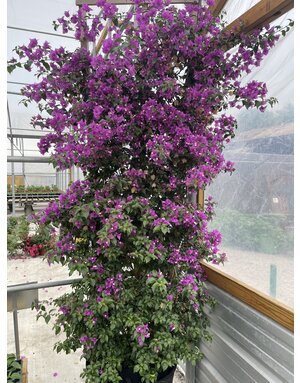 Bougainvillea 'Royal Purple' 30G
