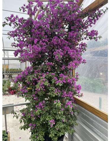 Bougainvillea 'Royal Purple' 30G