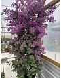 Royal Purple Bougainvillea 30 Gallon - Bougainvillea spectabilis 'Royal Purple'