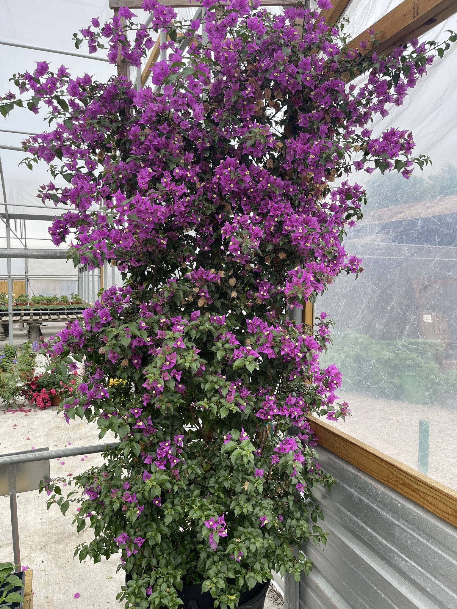 Royal Purple Bougainvillea 30 Gallon - Bougainvillea spectabilis 'Royal Purple'