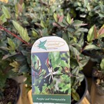 HONEYSUCKLE, 'PURPLE LEAF', 1G