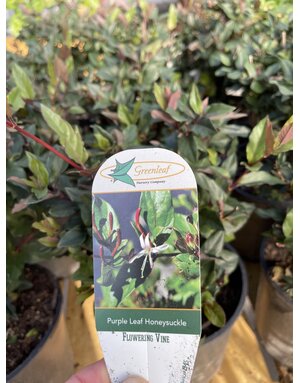 HONEYSUCKLE, 'PURPLE LEAF', 1G