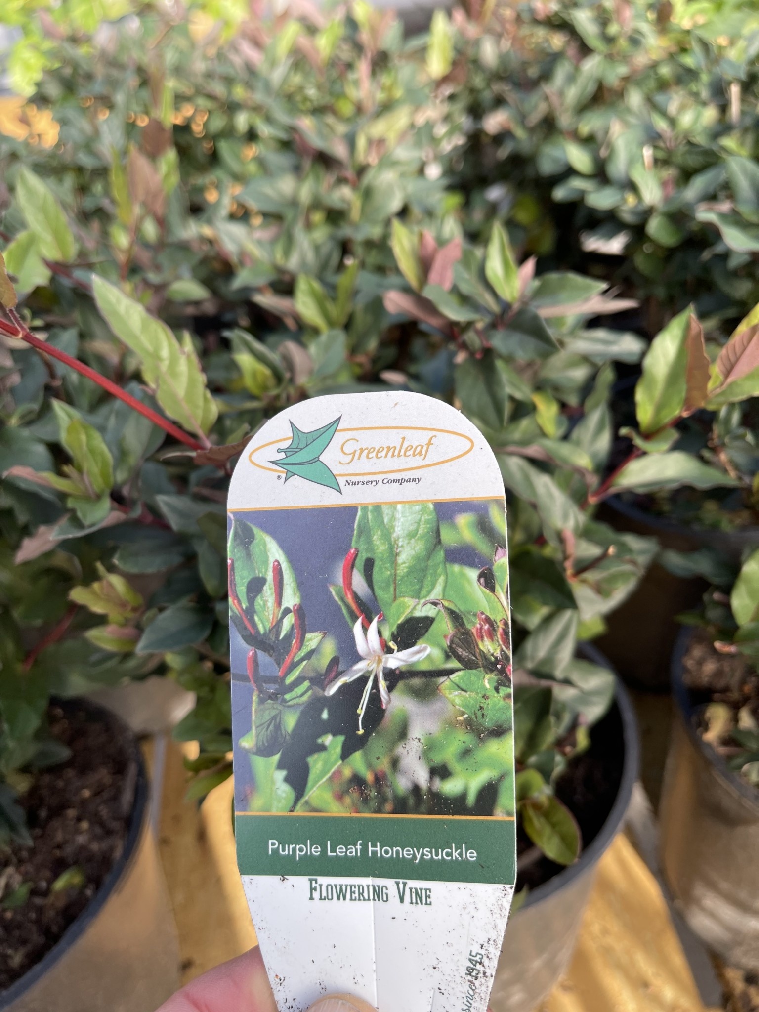 PURPLE LEAF HONEYSUCKLE PLANT, 1 GALLON