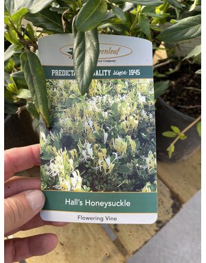 HONEYSUCKLE, 'HALLS', 1G