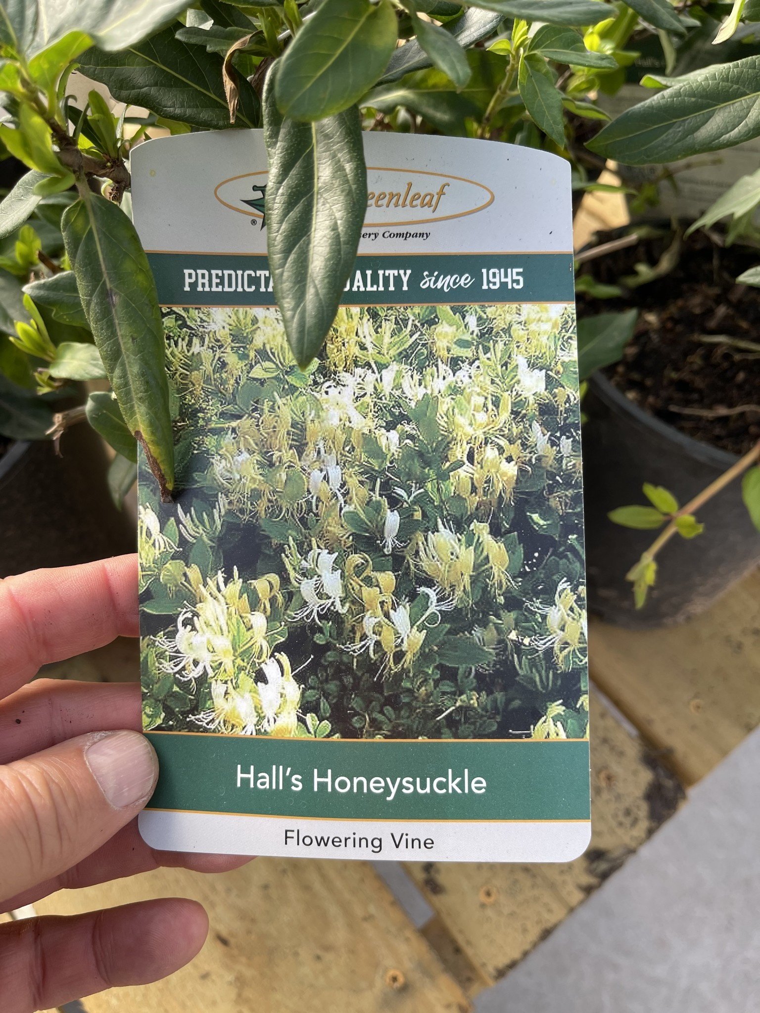 HONEYSUCKLE, 'HALLS', 1G