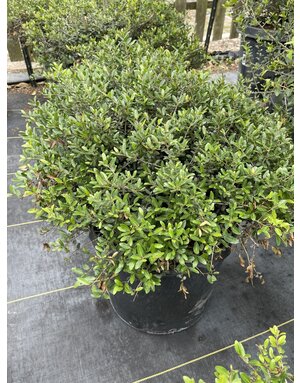 HOLLY, 'DWARF YAUPON, 7G