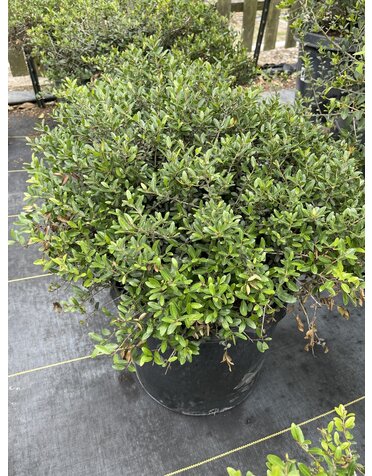 HOLLY, 'DWARF YAUPON, 7G