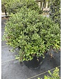 'DWARF YAUPON' HOLLY PLANT, 7 GALLON