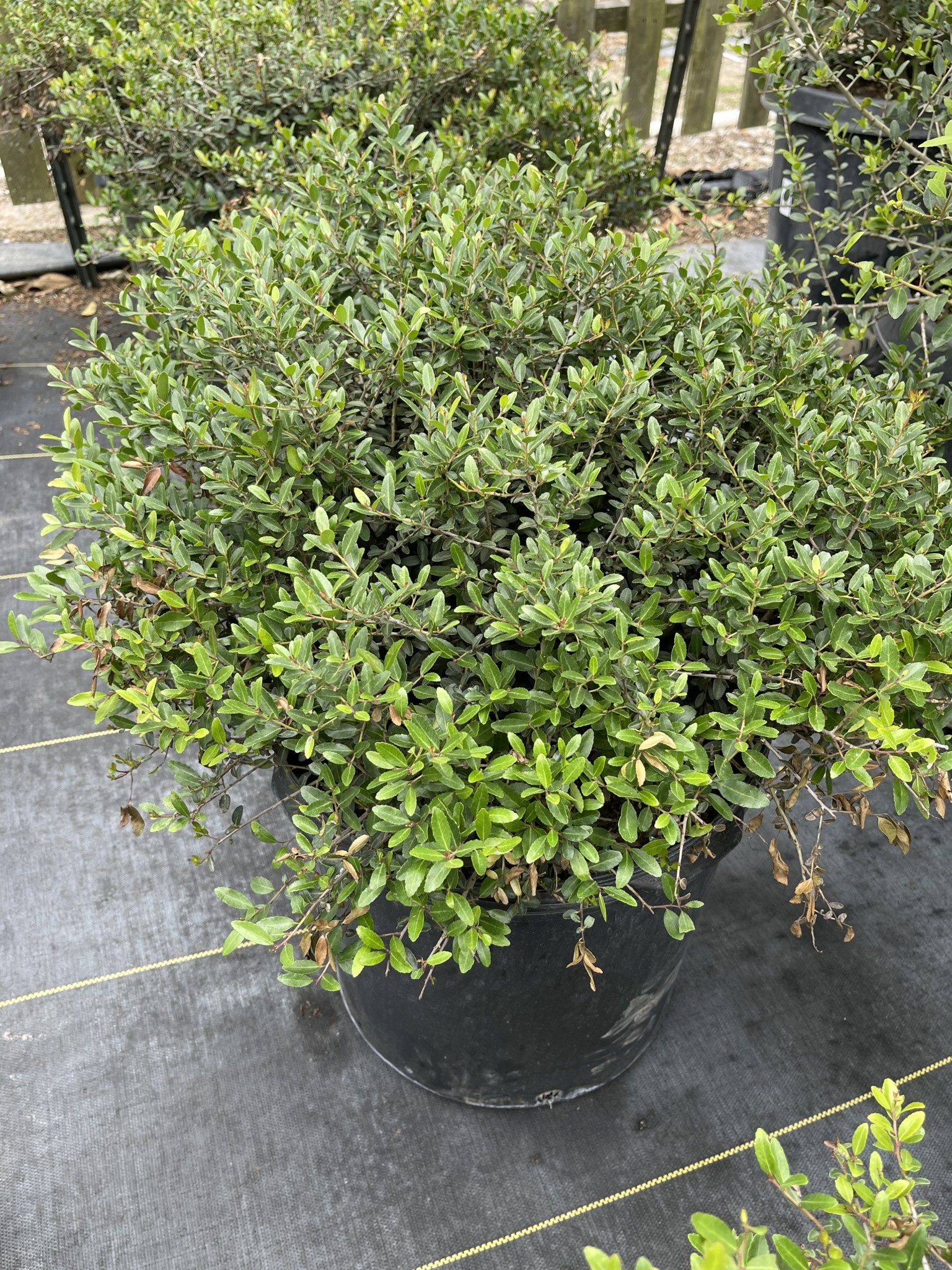 'DWARF YAUPON' HOLLY PLANT, 7 GALLON