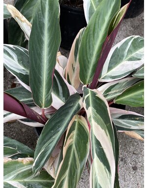 Ginger 'Tricolor Stromanthe' 3G