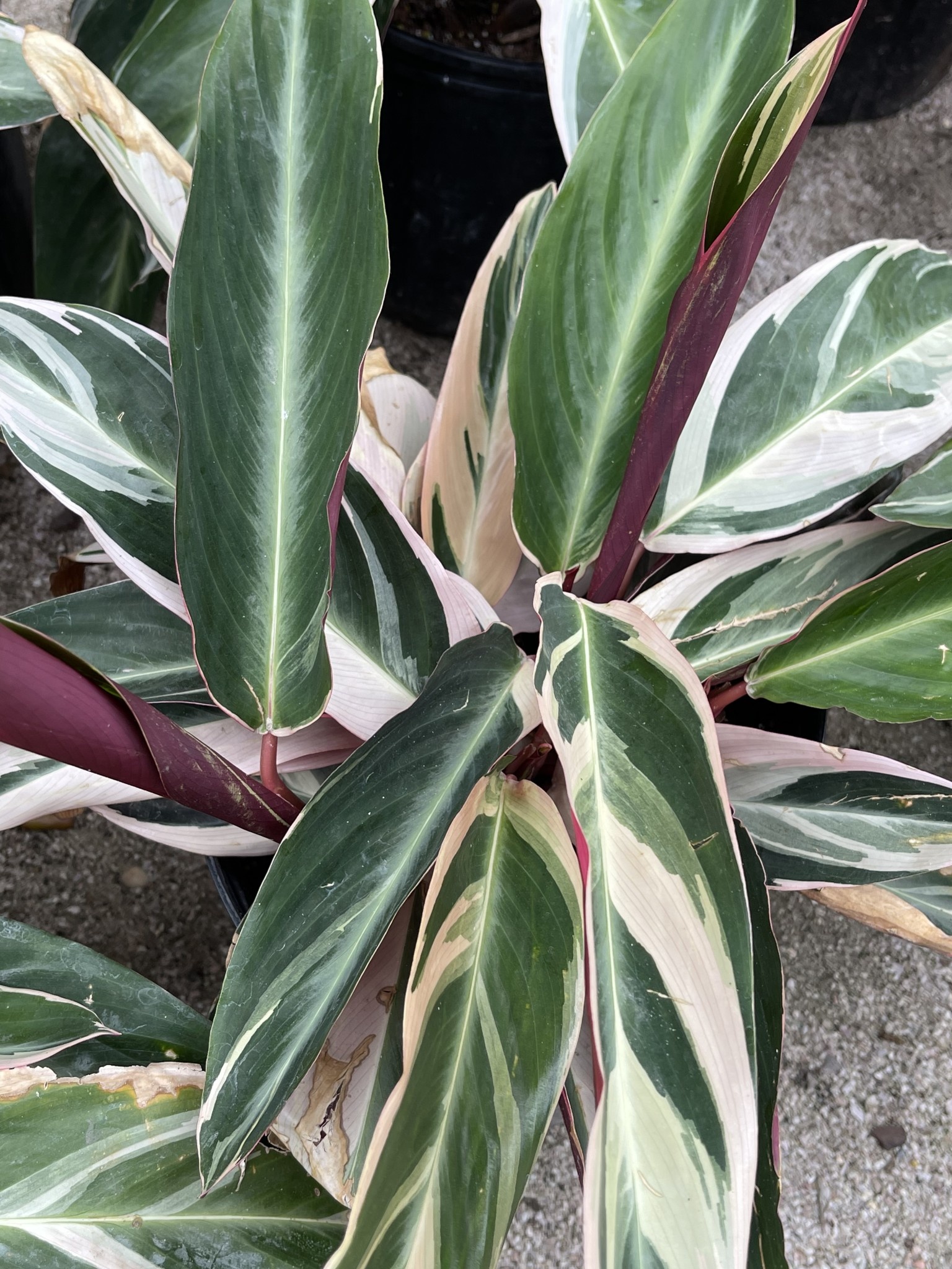 Tricolor Stromanthe Ginger 3 Gallon - Stromanthe sanguinea 'Tricolor'