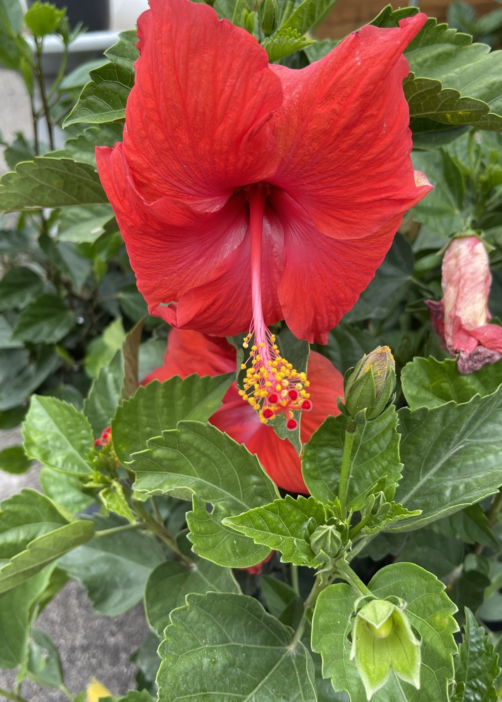 HIBISCUS, 'TROPICAL ASSORTED' COLORS 3G- GROWERS WILLIS, TEXAS - Growers Outlet Willis Texas