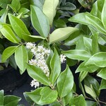 LIGUSTRUM, 'WAX LEAF', 3G