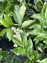 Ligustrum 'Wax Leaf' 3G