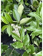 Wax Leaf Ligustrum 3 Gallon - Ligustrum japonicum