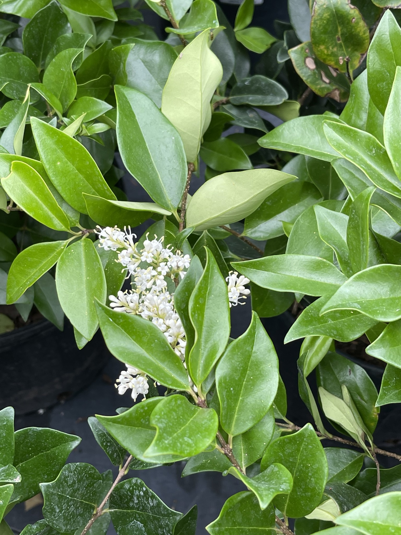 Wax Leaf Ligustrum 3 Gallon - Ligustrum japonicum