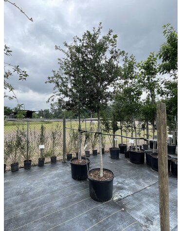 Oak 'Live Oak' 15G