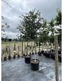 LIVE OAK TREE, 15 GALLON
