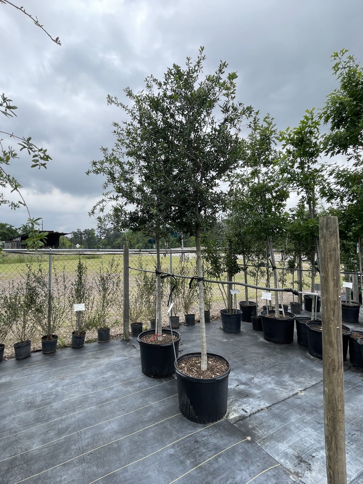 LIVE OAK TREE, 15 GALLON