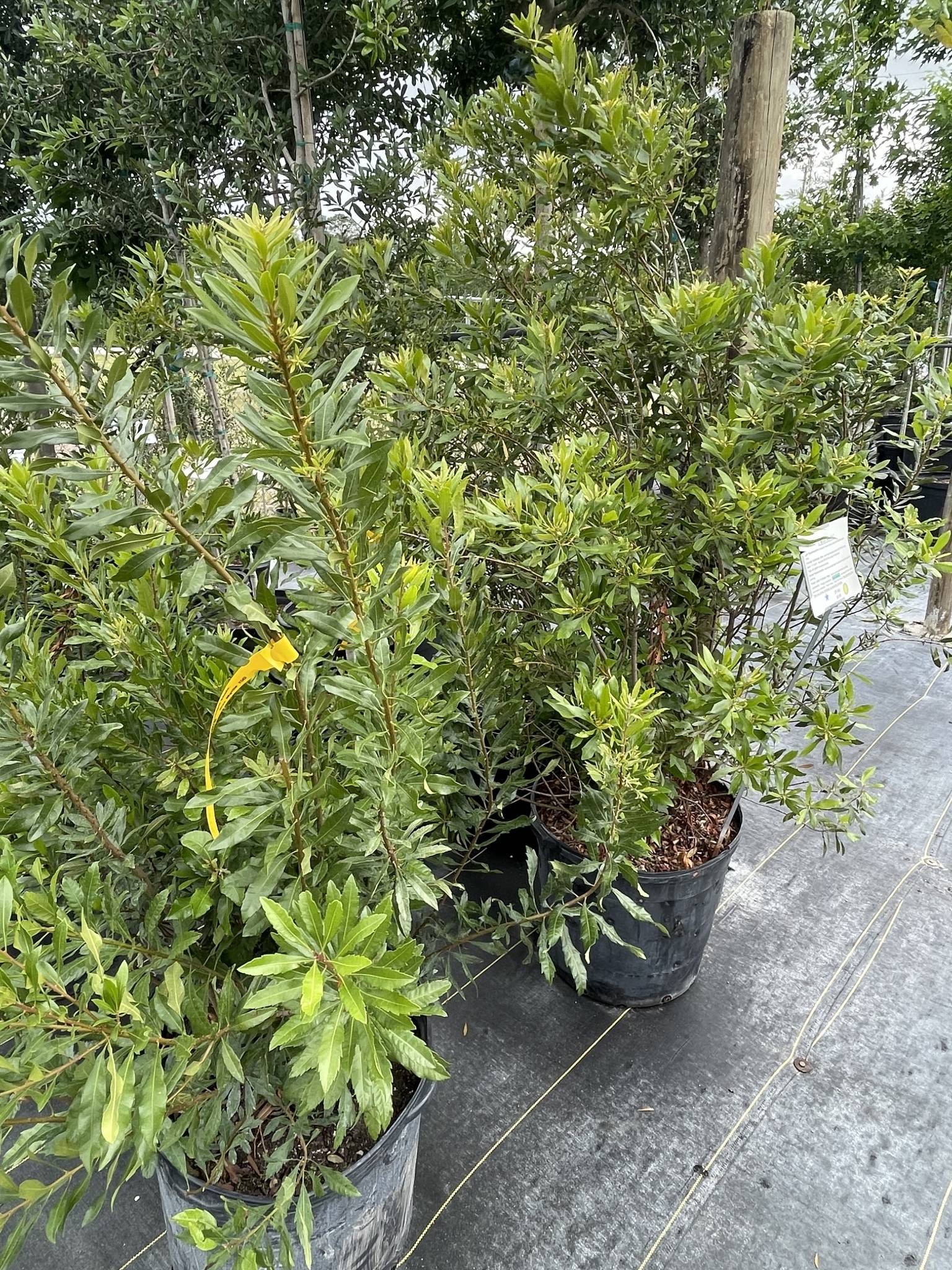 WAX MYRTLE SHRUB, 15 GALLON