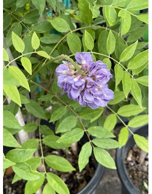 WISTERIA, 'AMETHYST FALLS', 5G*