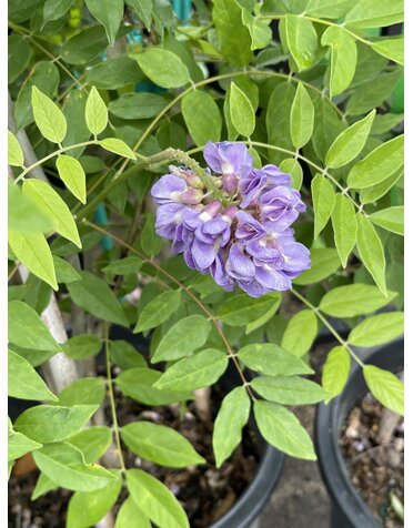 WISTERIA, 'AMETHYST FALLS', 5G*