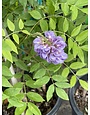 'AMETHYST FALLS' WISTERIA PLANT, 5 GALLON