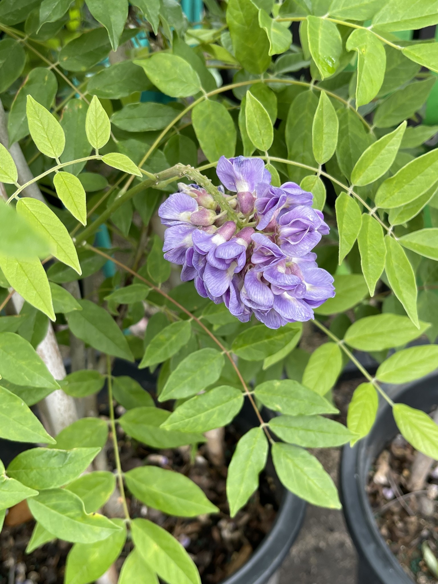 'AMETHYST FALLS' WISTERIA PLANT, 5 GALLON