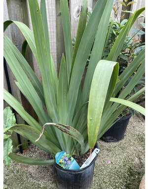 Iris 'Walking Regina' 3G