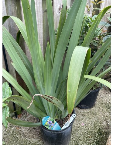 Iris 'Walking Regina' 3G