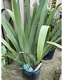 WALKING REGINA IRIS PLANT, 3 GALLON