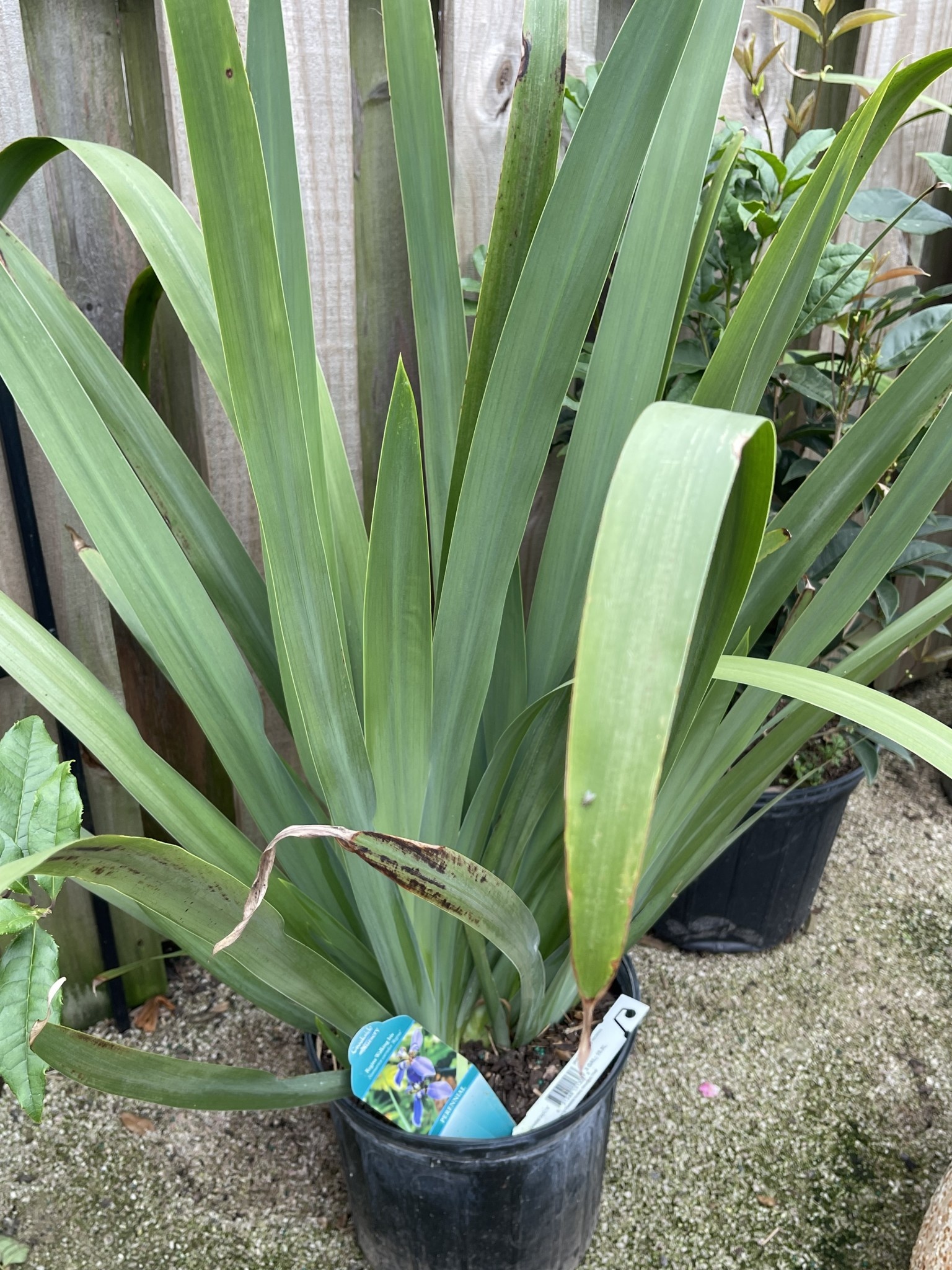 WALKING REGINA IRIS PLANT, 3 GALLON