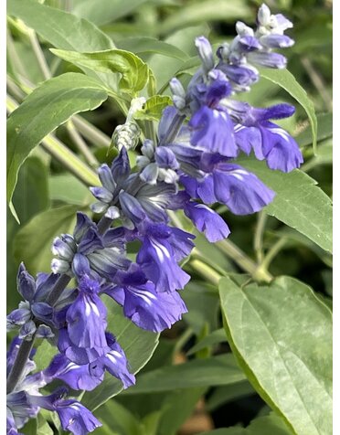 SALVIA, 'HENRY DUELBERG', Mealy Blue Sage, 1G