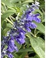 SALVIA, 'HENRY DUELBERG', Mealy Blue Sage, 1G