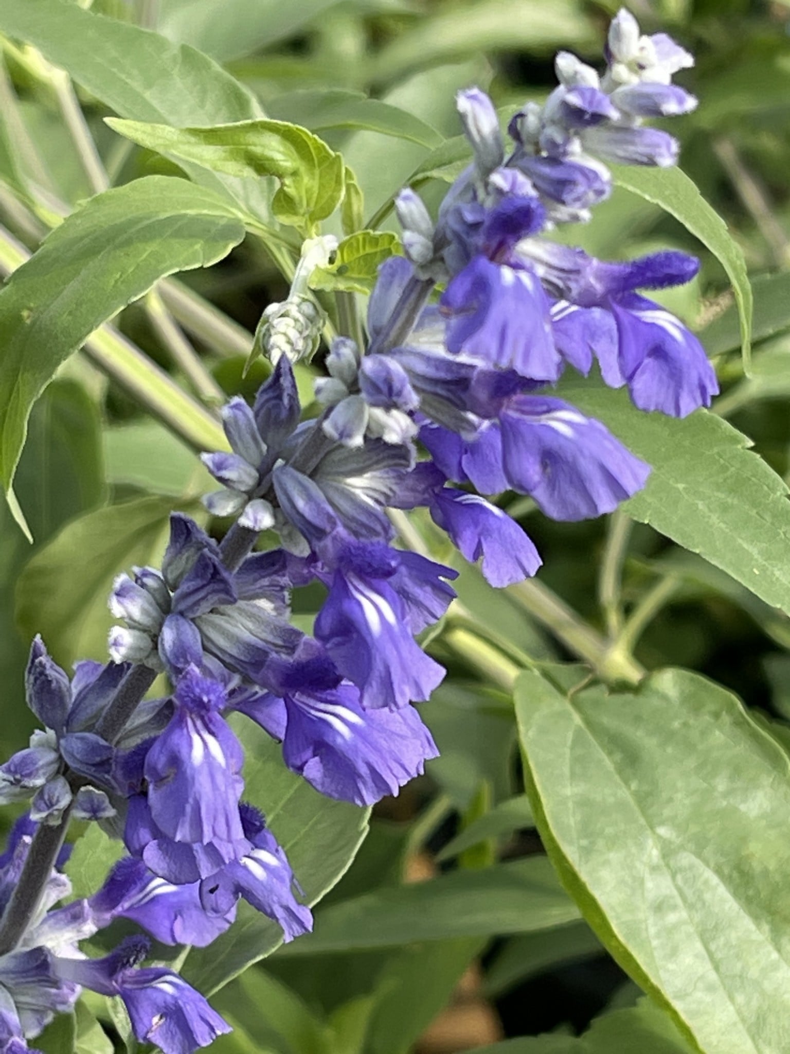 SALVIA, 'HENRY DUELBERG', Mealy Blue Sage, 1G