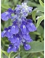 SALVIA, 'HENRY DUELBERG', Mealy Blue Sage, 1G