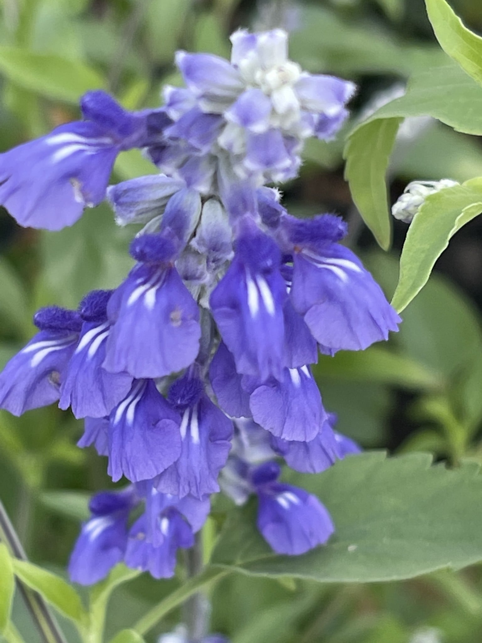 SALVIA, 'HENRY DUELBERG', Mealy Blue Sage, 1G