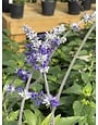 SALVIA, 'HENRY DUELBERG', Mealy Blue Sage, 1G