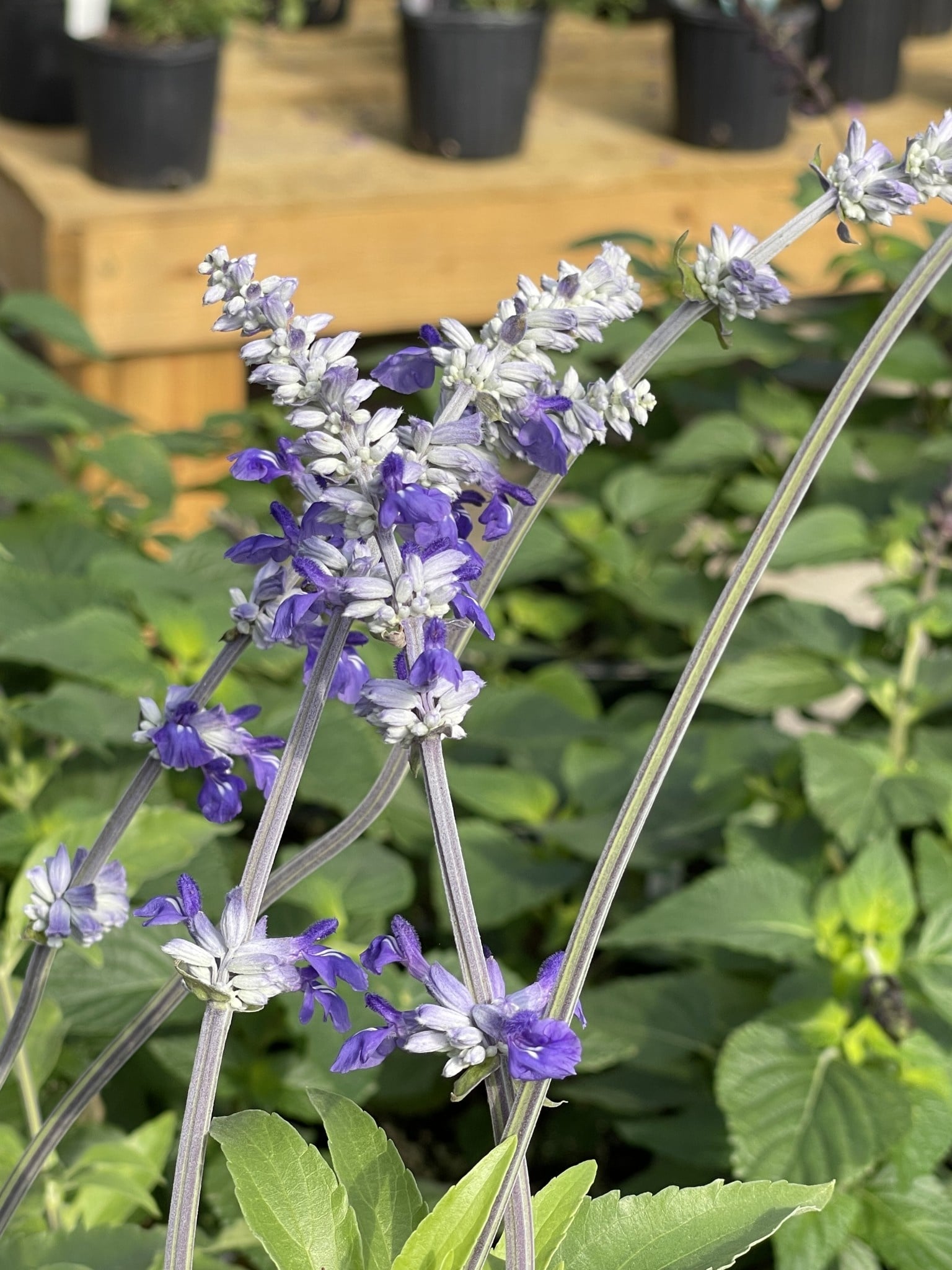 SALVIA, 'HENRY DUELBERG', Mealy Blue Sage, 1G