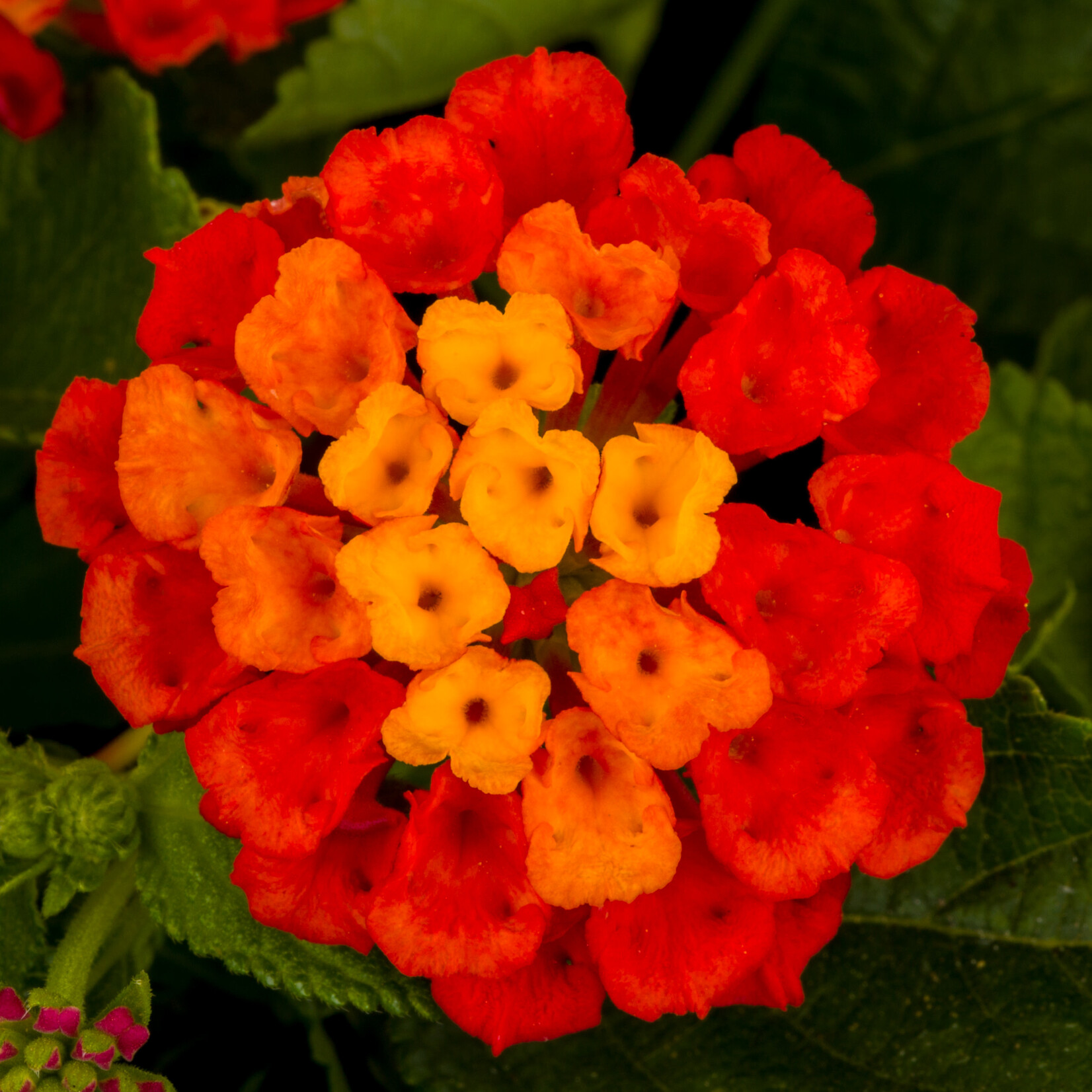 LANTANA, 'HOT BLOODED RED' 1G