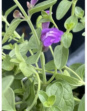 SKULLCAP, 'DARK VIOLET, 1G