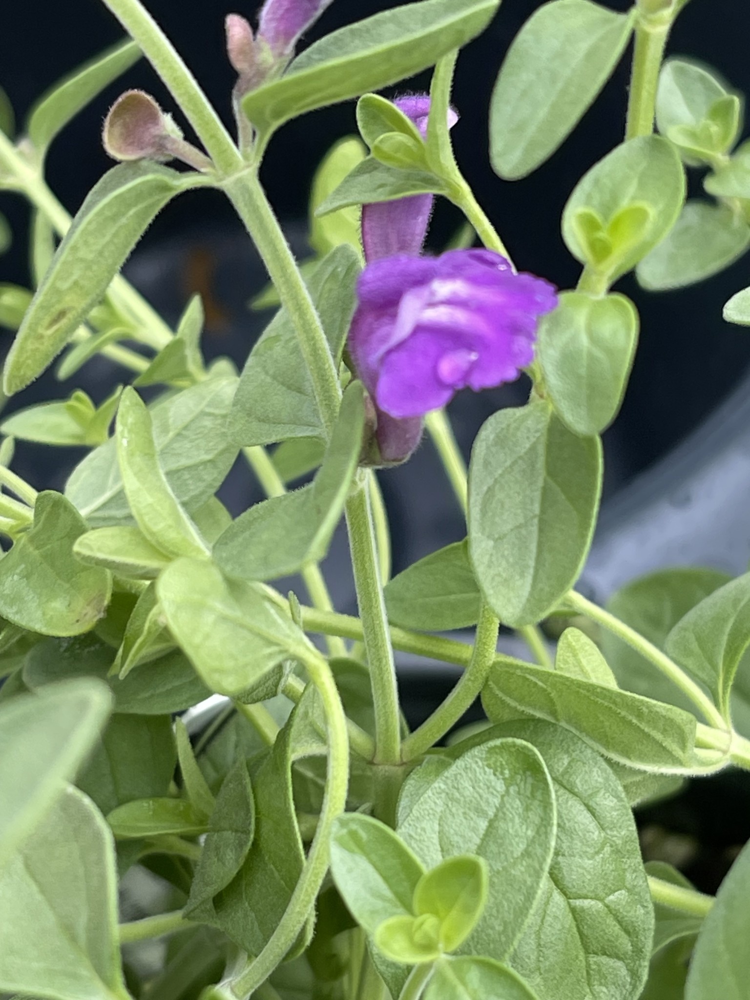 SKULLCAP, 'DARK VIOLET, 1G