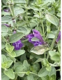 SKULLCAP, 'DARK VIOLET, 1G