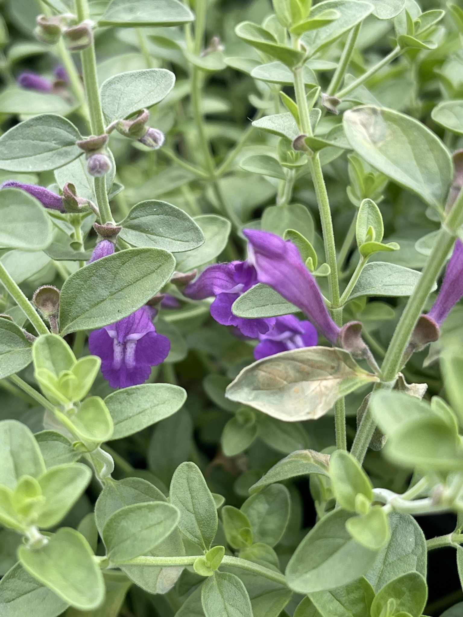 SKULLCAP, 'DARK VIOLET, 1G