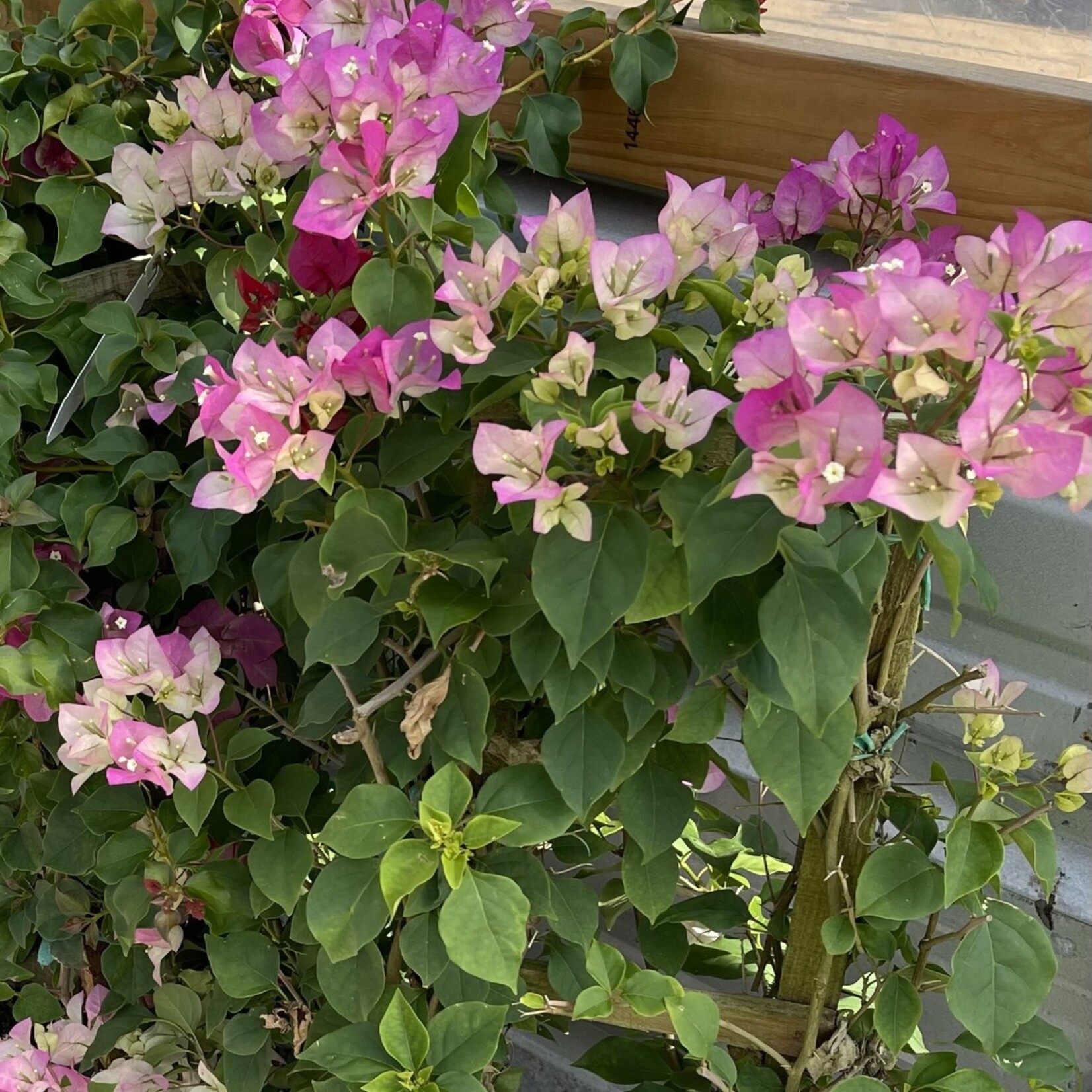 BOUGAINVILLEA, 'THAI DELIGHT', 5G on trellis (bicolor pink)