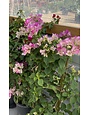 BOUGAINVILLEA, 'THAI DELIGHT', 5G on trellis (bicolor pink)