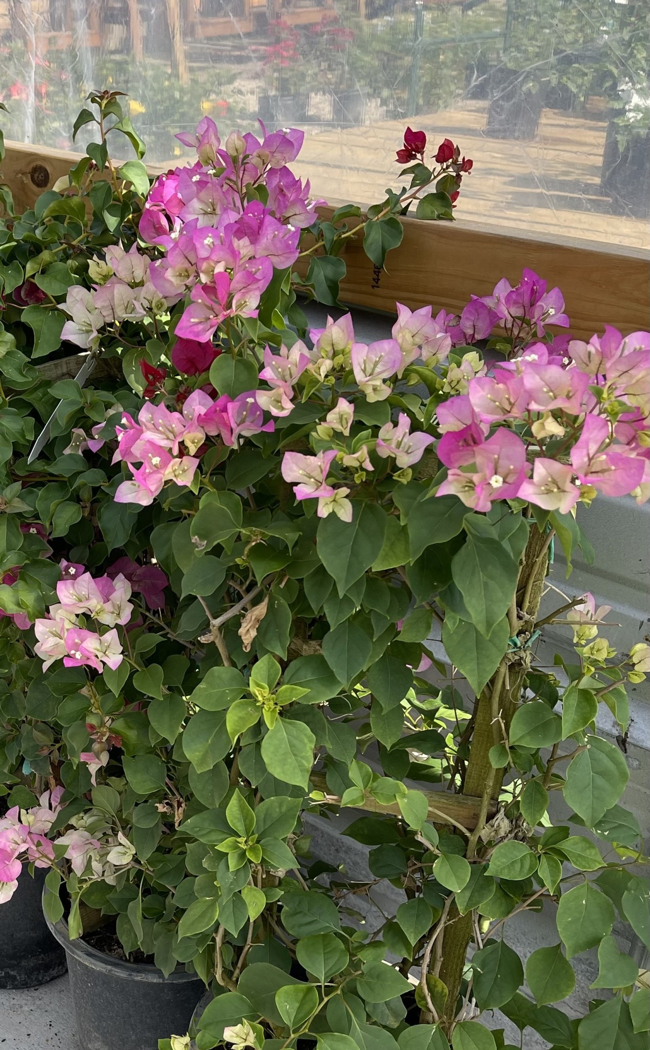 'THAI DELIGHT' BOUGAINVILLEA PLANT, 5 GALLON