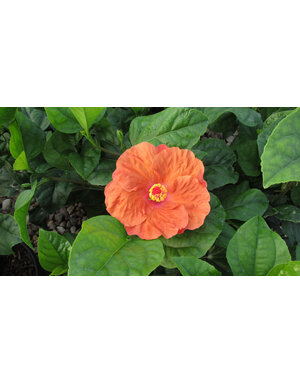 HIBISCUS, TROPICAL, 'ORANGE SEDUCTION', 3G*